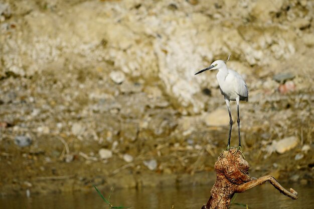 Egretta garzetta - Der Seidenreiher ist eine pelecaniforme Vogelart aus der Familie der Ardeidae.