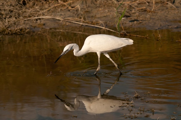 Egretta garzetta - La garceta común es una especie de ave pelecaniforme de la familia Ardeidae.