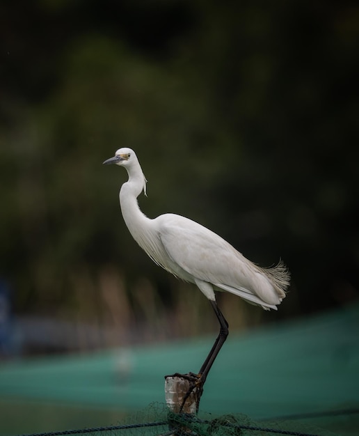 Egretta Garzetta Tierportrait hautnah