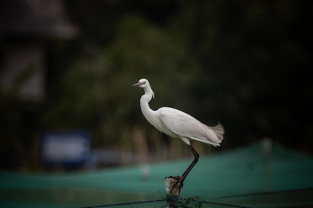 Egretta Garzetta Tierportrait hautnah