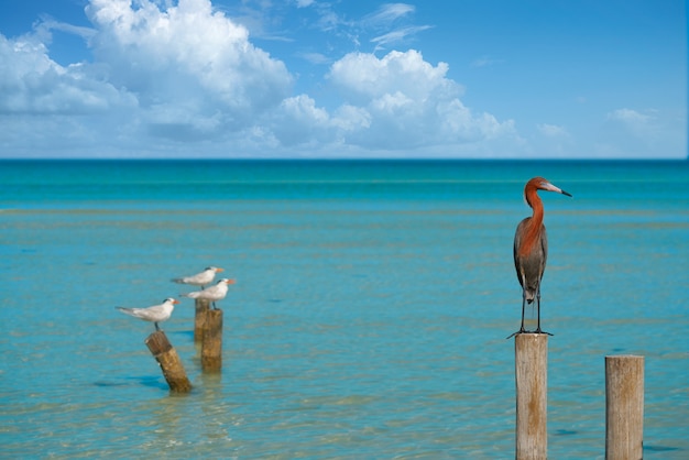 Egretta rufescens o garza rojiza pájaro garza