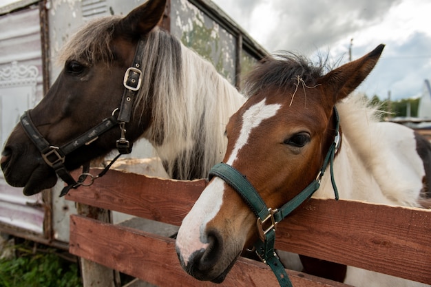 Égua de raça pura e garanhão com crinas brancas ao lado da cerca de madeira no território do clube equestre com céu nublado