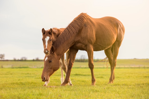 Égua inglesa do cavalo do puro-sangue com potro no por do sol em um prado.