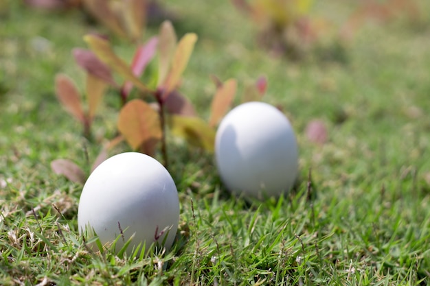 Ei auf Gras von Ostern Konzept