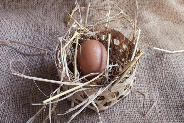 Ei im Nest auf Schleifen.