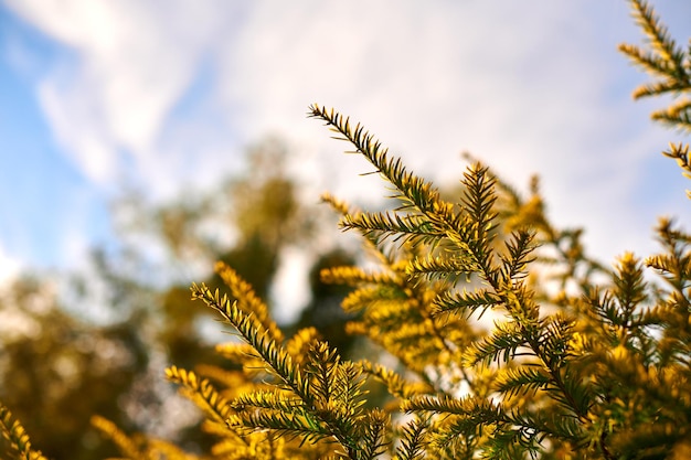 Eibe Taxus baccata Zweig Kopierbereich Nahaufnahme Europäische immergrüne Eibe in schöner Sonnenlichtsaison bei sonnigem Wetter Guter Wettertag schöne immergrüne Äste