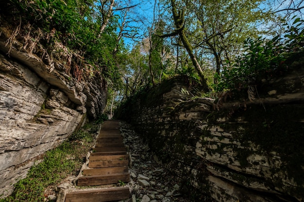 Eiben-Buchsbaum-Hain in Sotschi, Khosta, Russland. Eibe und Buchsbaum Hain mit Waldweg zwischen Felsen und Moos im Sommer.