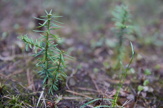 Eibenbeerenbaum im Garten. Kleiner grüner Spross.