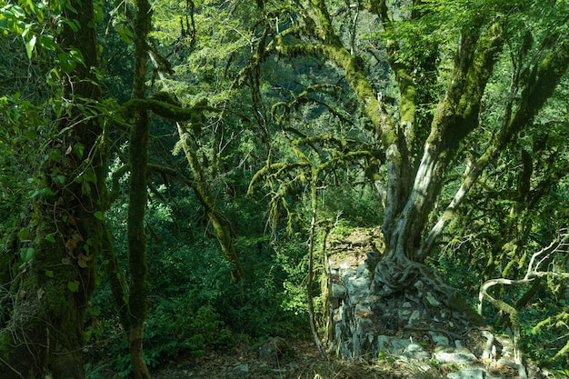 Eibenholzhain Sotschi Nationalpark Region Krasnodar Russland 22.09.2020