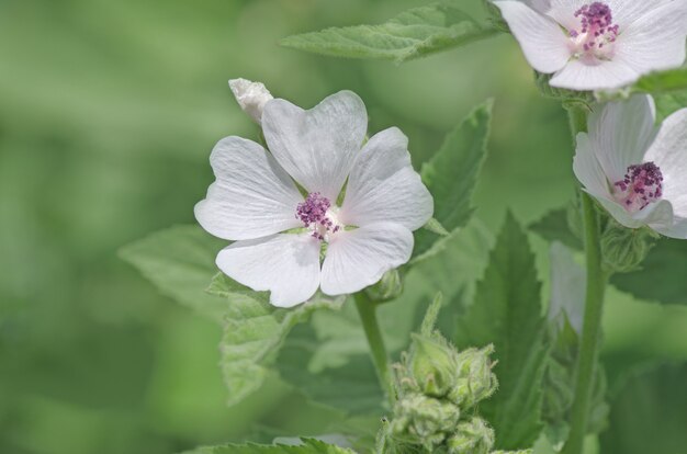 Eibisch Althaea officinalis