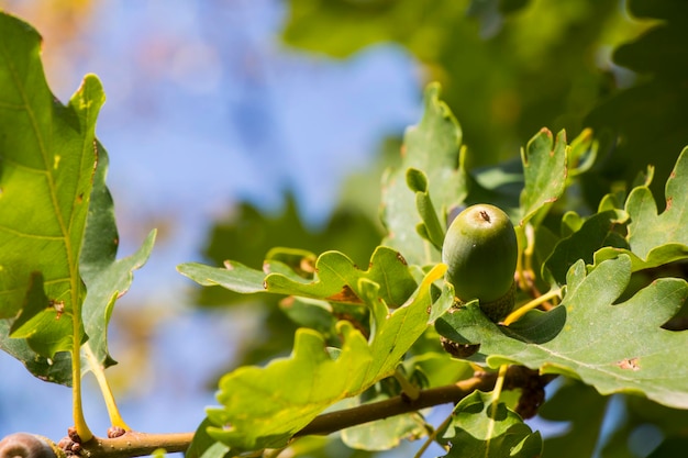 Eiche grüne Farbe Hintergrund Eiche Samen