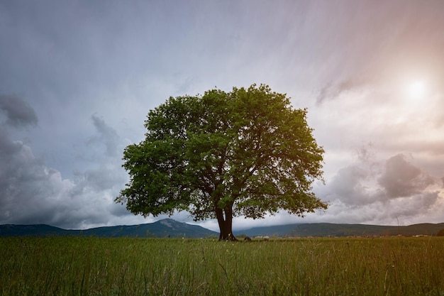 Eiche im vollen Blatt steht im Sommer allein auf einem Feld