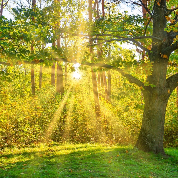 Eiche im Wald mit Sonnenuntergangsonne