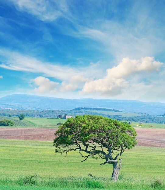 Eiche in einem grünen Gras unter einem blauen Himmel