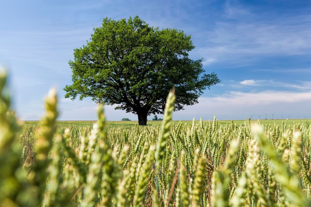 Eiche mit grünem Laub in einem Feld mit grünem Weizen