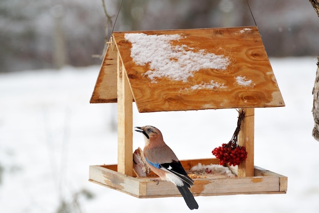 Eichelhäher auf der Winter-Vogelhäuschen-Nahaufnahme