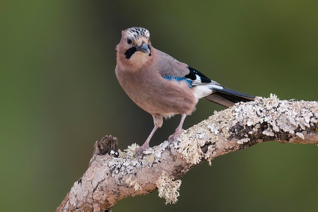 Eichelhäher Garrulus Glandarius Cordoba Spanien