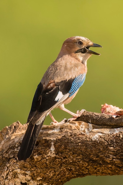 Eichelhäher Garrulus Glandarius Cordoba Spanien