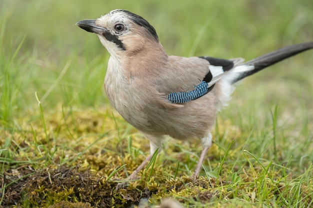 Eichelhäher Garrulus glandarius in freier Wildbahn.