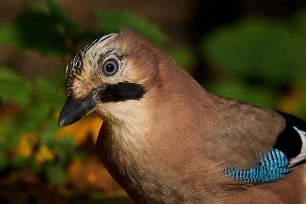 Eichelhäher Garrulus glandarius