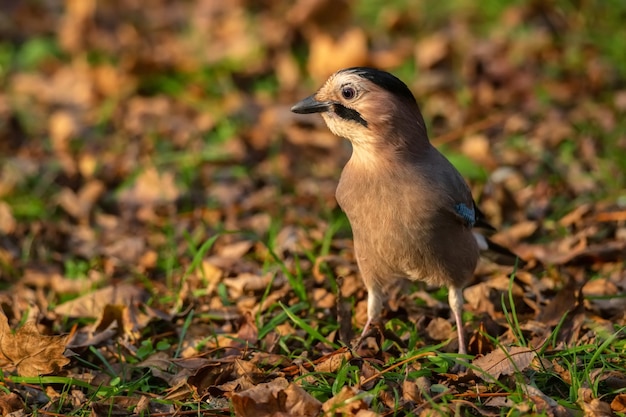 Eichelhäher oder garrulus glandarius auf dem Boden