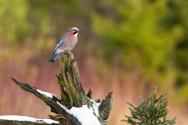 Eichelhäher sitzt im Winter auf schneebedecktem Stumpf