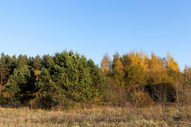 Eichen im Wald