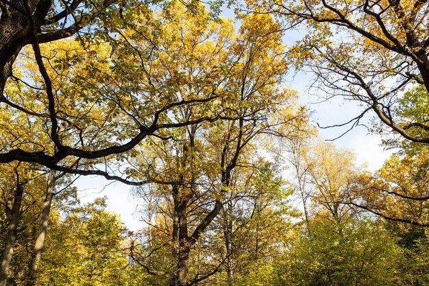 Eichen und Zweige mit gelben Blättern im Park