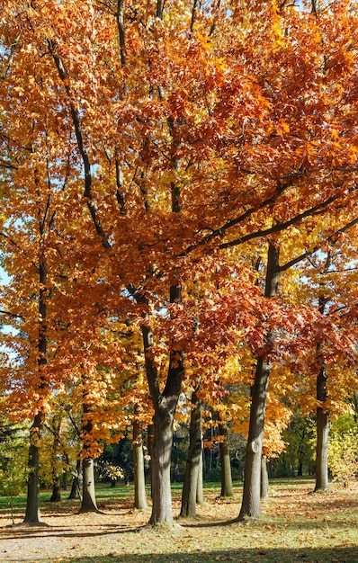 Eichenbäume mit roten Blättern im Herbststadtpark.
