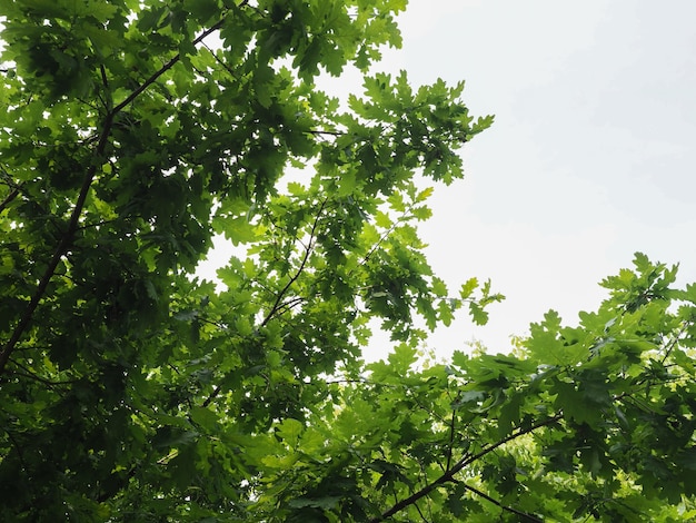 Eichenbaum (Quercus robur) Bäumchen