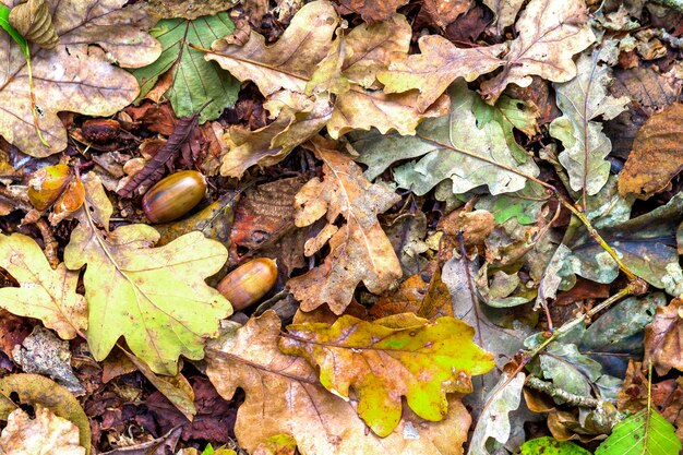 Eichenbaumblätter im Herbstwald