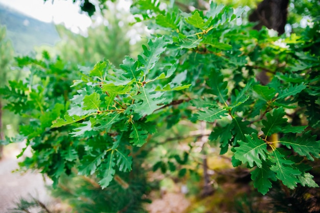 Eichenblätter closeup Äste mit frischen grünen Blättern Frühlingshintergrund Park oder Wald