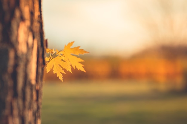 Eichenblätter in einem verschwommenen malerischen Herbstwaldfeld, das von Morgensonne oder Sonnenuntergang beleuchtet wird