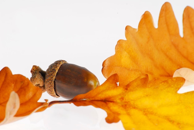 Eichenblätter mit Eichel im Herbst