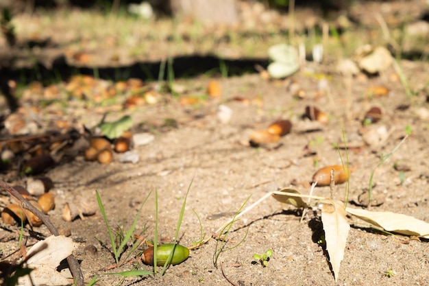 Eichenfrüchte in der Natur auf dem Boden im Herbst