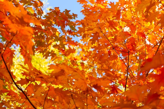 Eichenherbstlaub auf Baum selektiver Fokus von Eichenherbstlaub Herbstsaison mit Eichenlaub