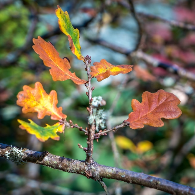 Eichenlaub an einem Baum im Herbst verfallen