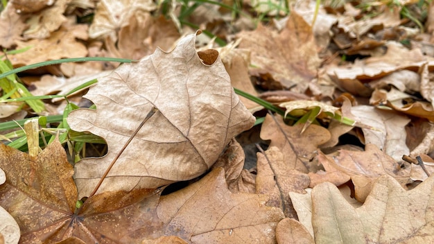 Eichenlaub auf dem Boden im Wald