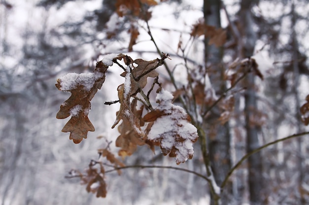 Eichenlaub auf Ästen im Schnee im Winterwald