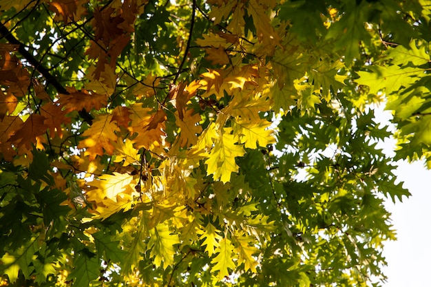 Eichenlaub vergilbt im Herbst während des Laubfalls