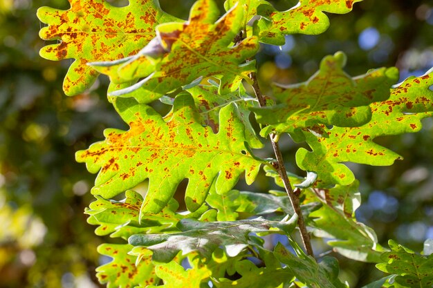 Eichenlaub vergilbt im Herbst während des Laubfalls