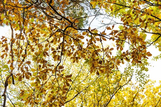 Eichenzweig mit Herbstlaub im Wald