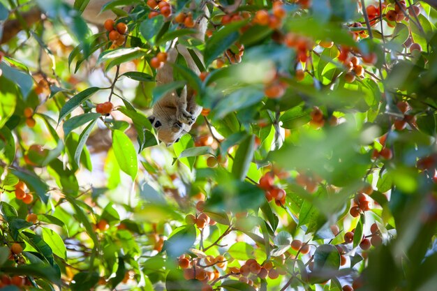 EICHHÖRNCHEN AUF BAUM, DER FRÜCHTE ESSEN ESST.