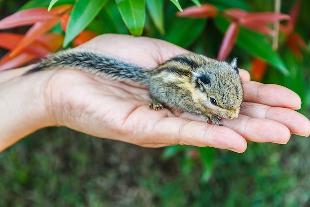 Eichhörnchen an Hand