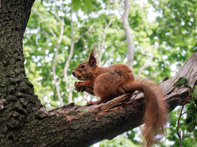 Eichhörnchen auf Ast, Nahaufnahme.