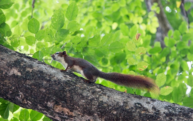 Eichhörnchen auf Baum im Freienpark auf Bannergröße