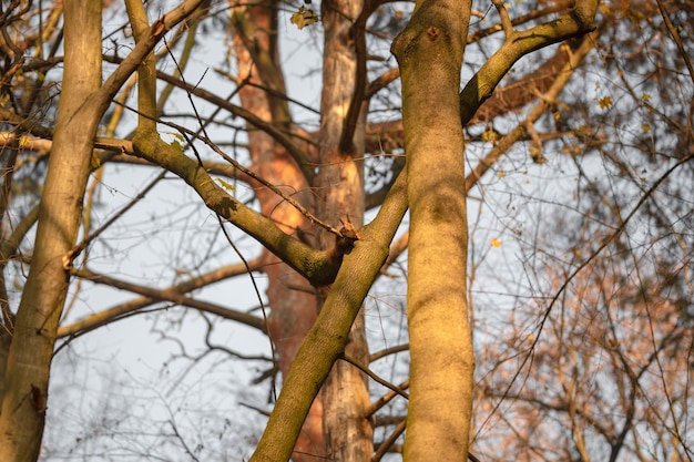 Eichhörnchen auf Baum im Herbstwald