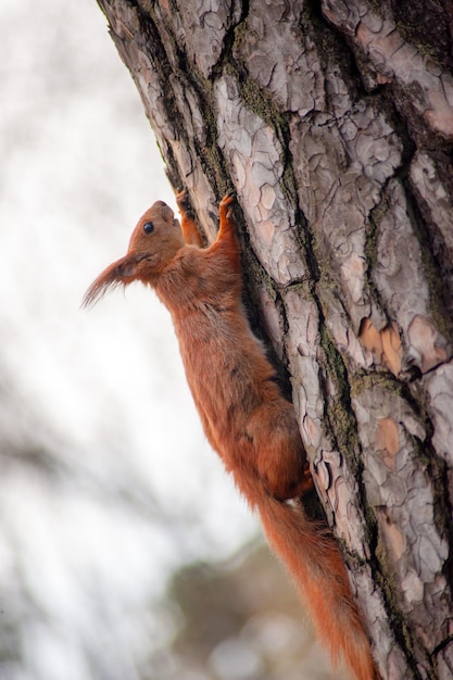 Eichhörnchen auf Baum im Herbstwald