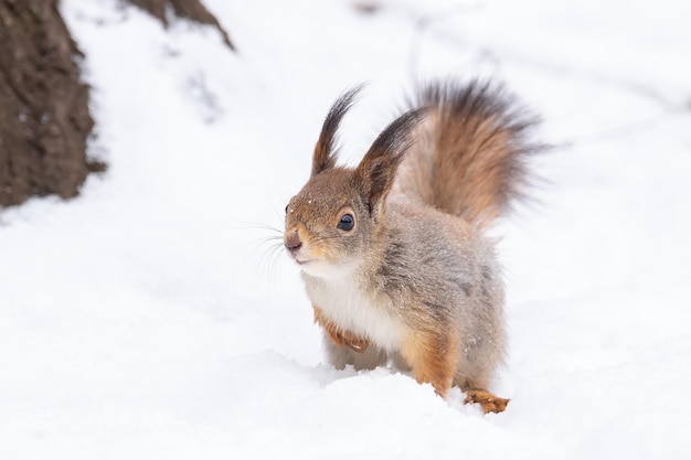 Eichhörnchen auf Baum im Winter parkx9