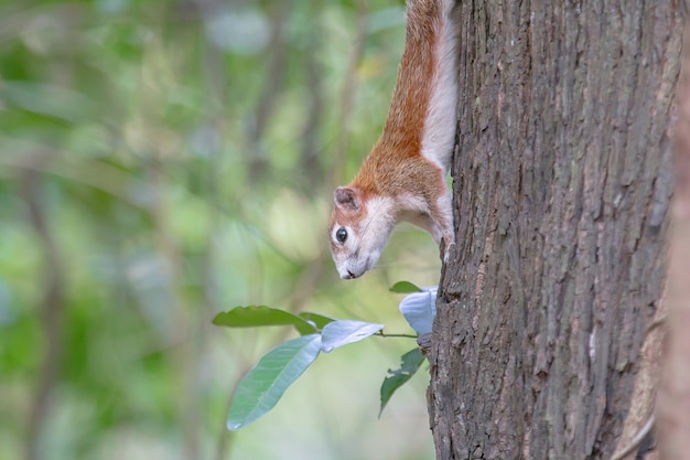 Foto eichhörnchen auf baum